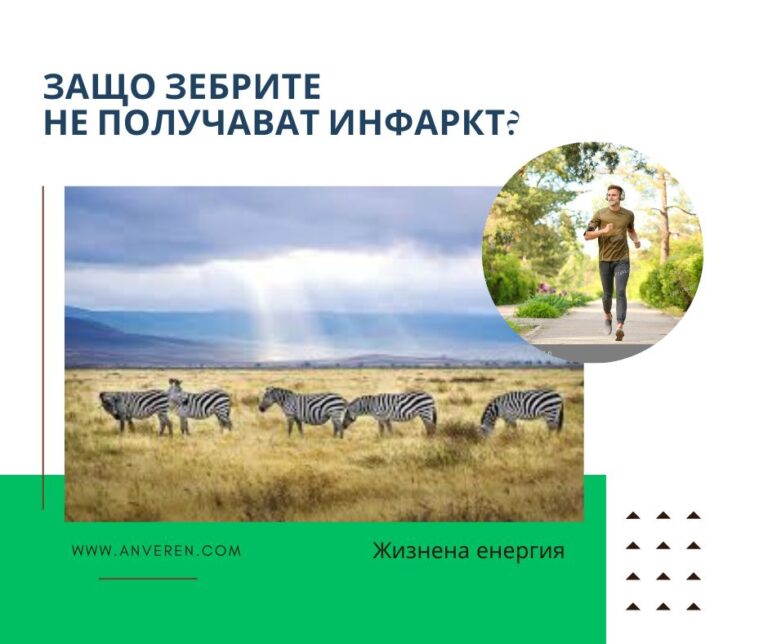 Защо зебрите не получават инфаркт?